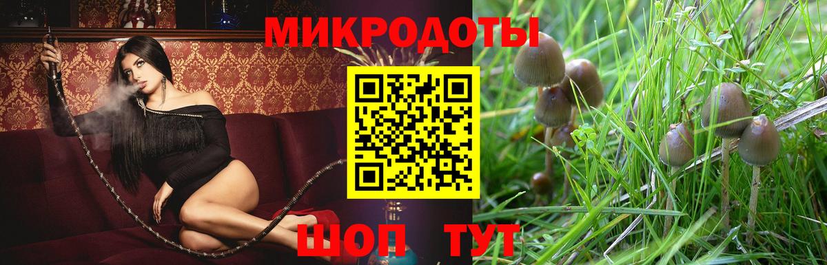 Галлюциногенные грибы Psilocybe Клинцы